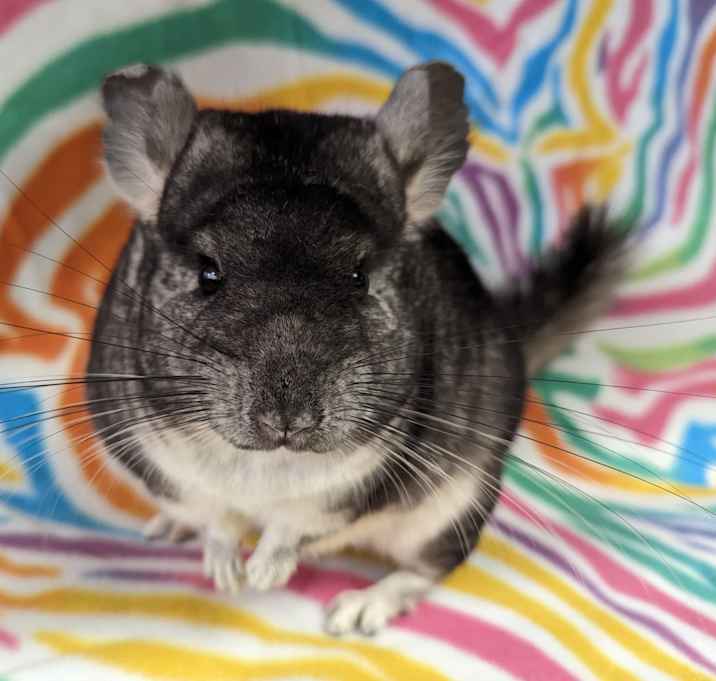 Photo of Abby