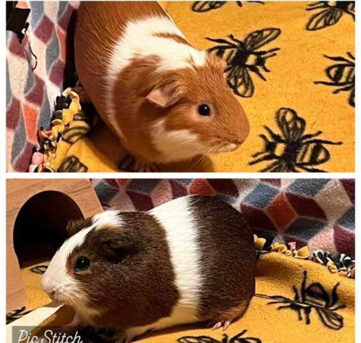 Photo of Dio and Latte