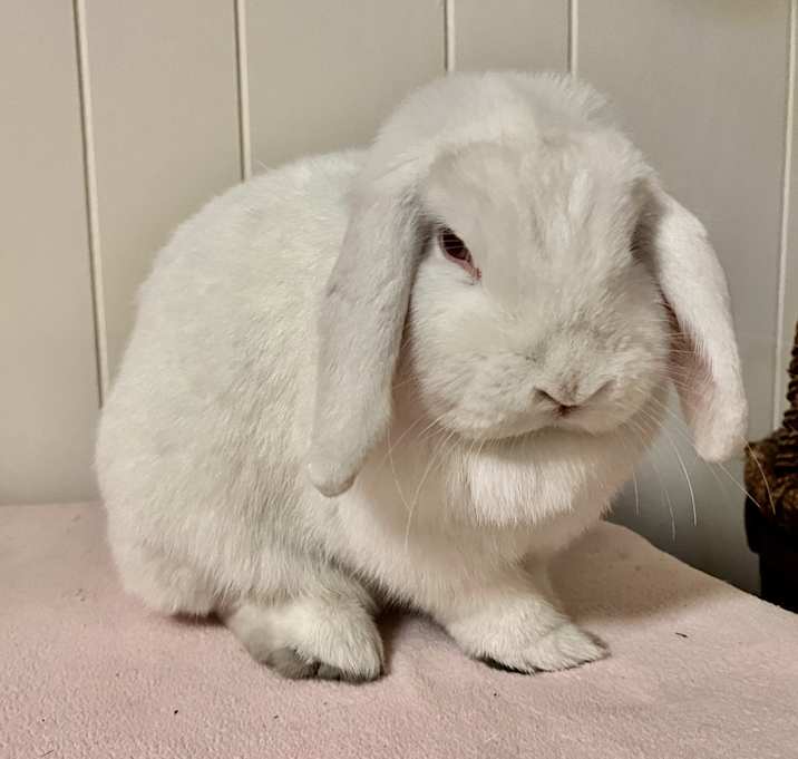 Photo of Rosie