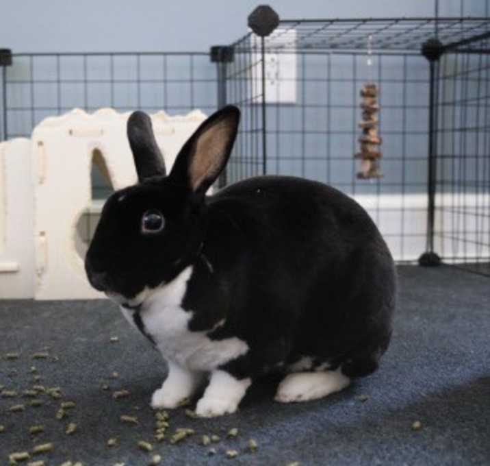Photo of Walley