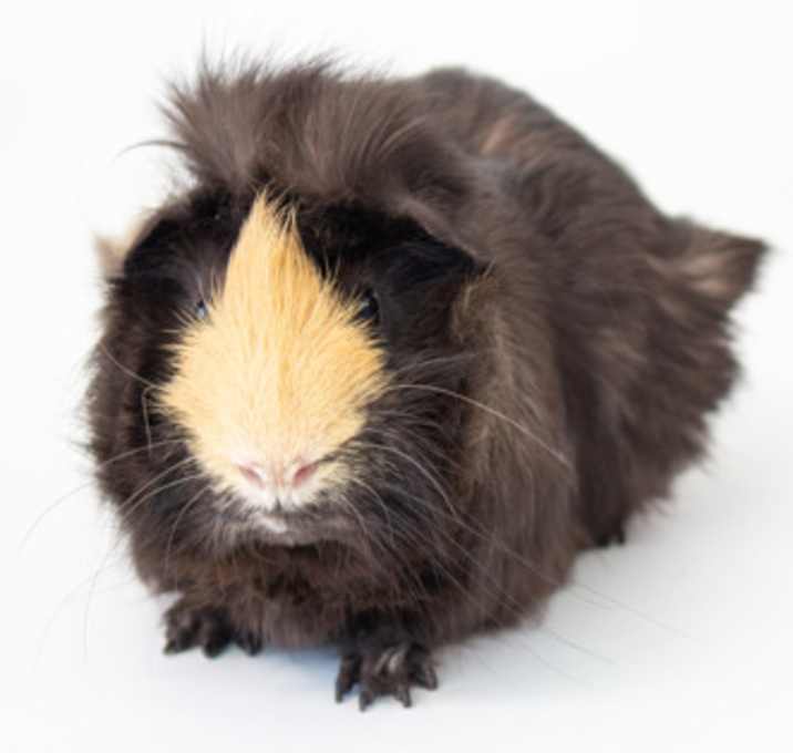 Photo of Freddy