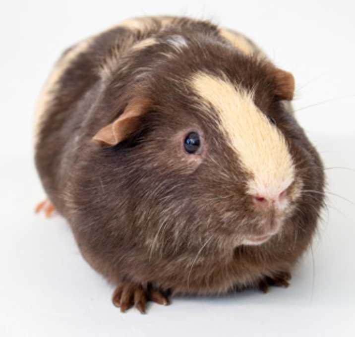 Photo of Teddy