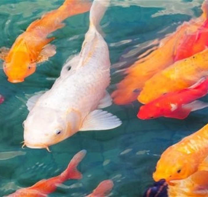 Photo of Koi and Gold Fish