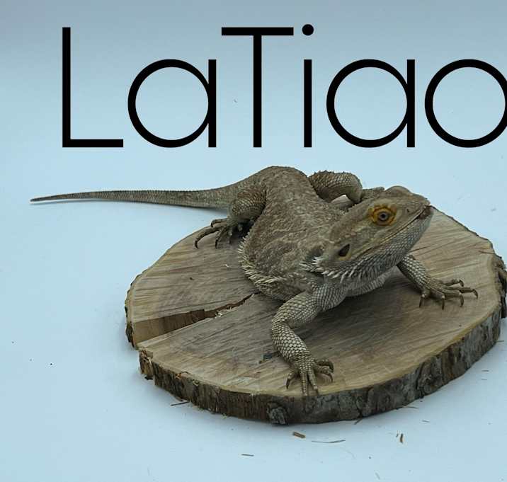Photo of LaTiao