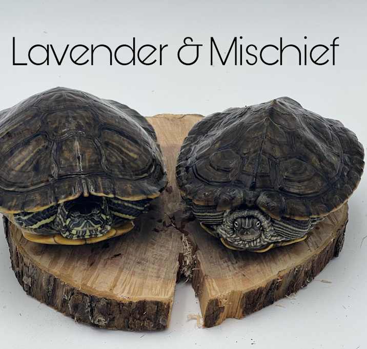 Photo of Lavender