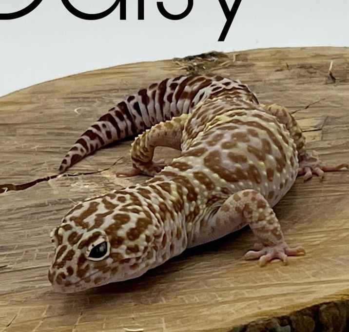 Photo of Daisy