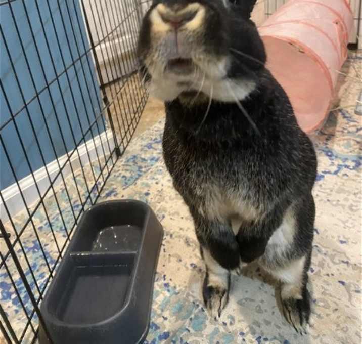 Photo of Butter RABBIT