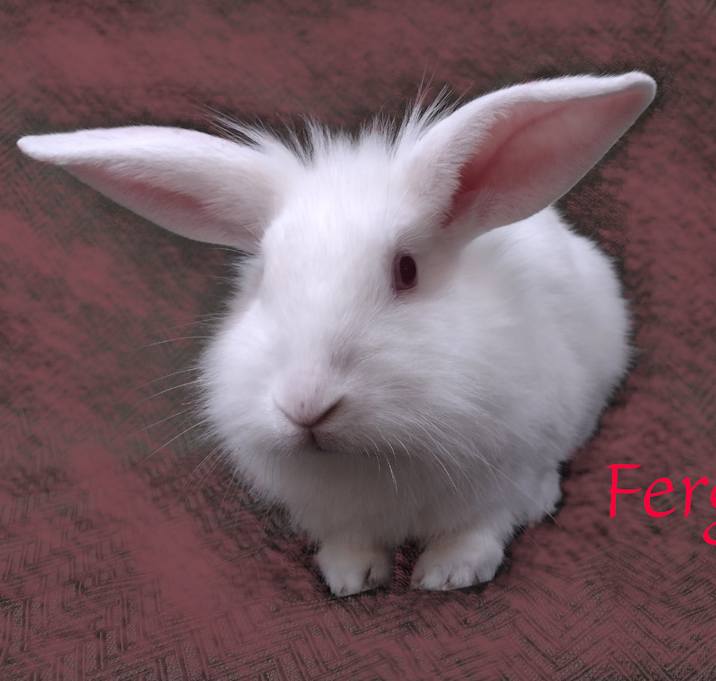 Photo of Fergie