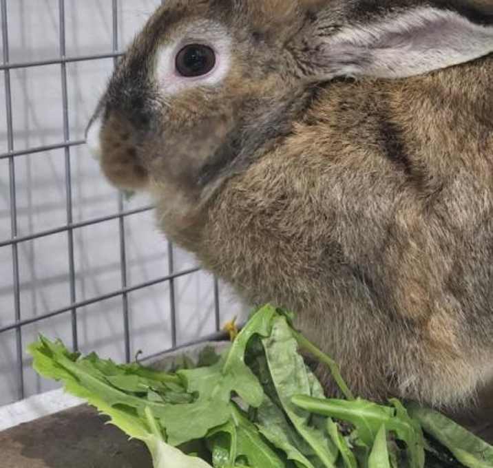 Photo of Muffin