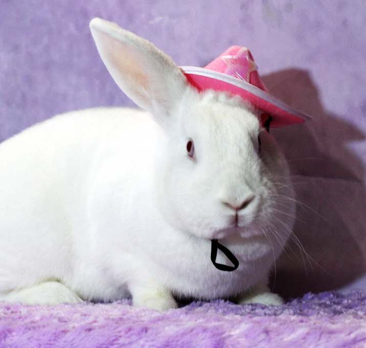 Photo of Belle