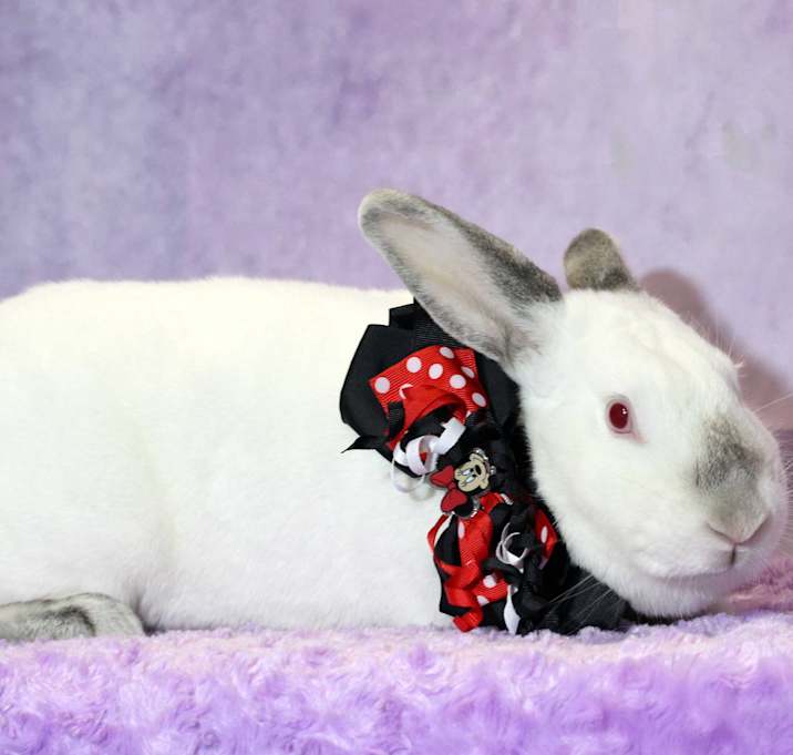 Photo of Mina (Minnie)