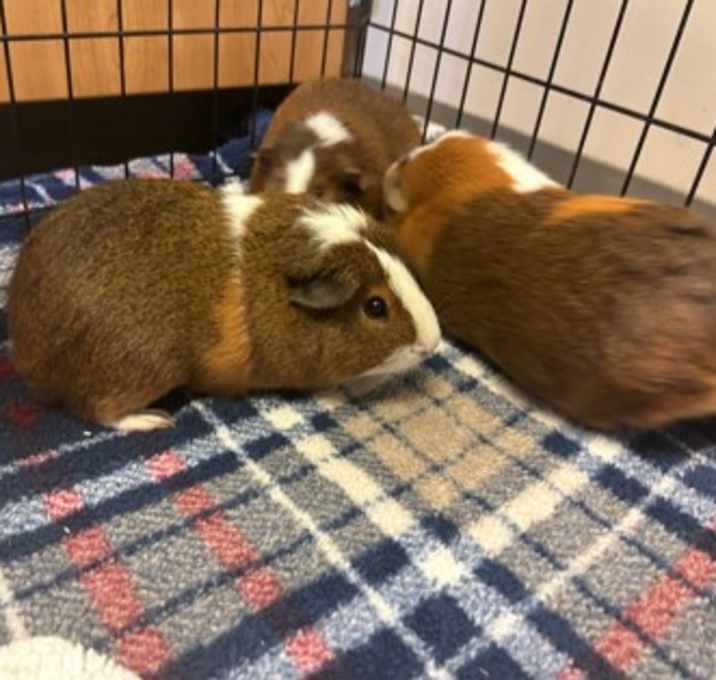 Photo of Cookie