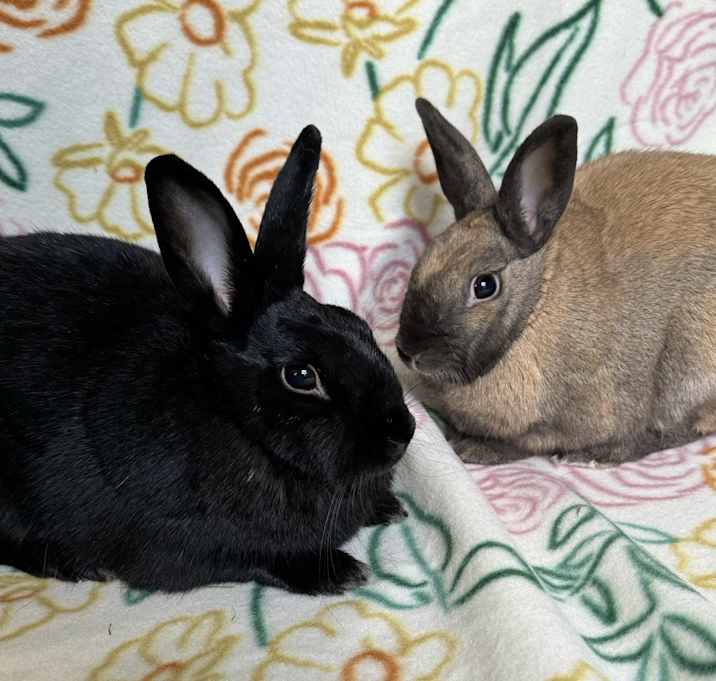 Photo of Francine (Bonded to Pauline)