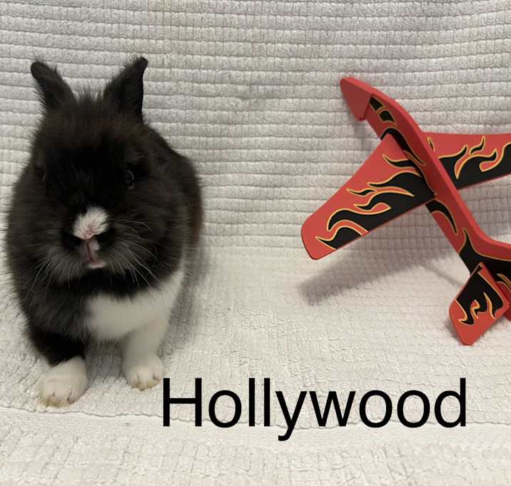 Photo of Hollywood