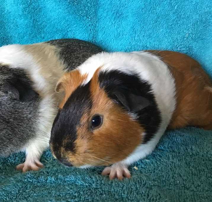 Photo of Jazamine ( Bonded to Ruth)