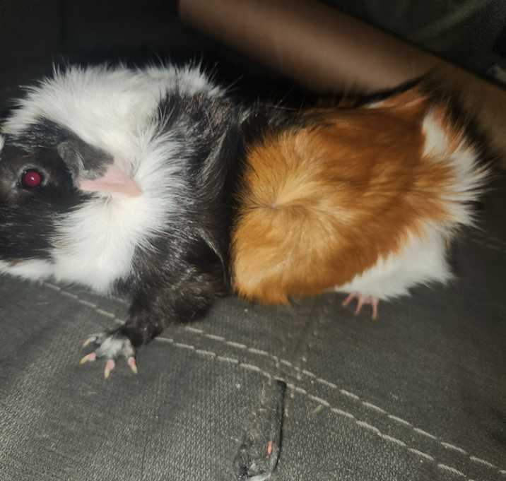 Photo of Oreo & Snickers