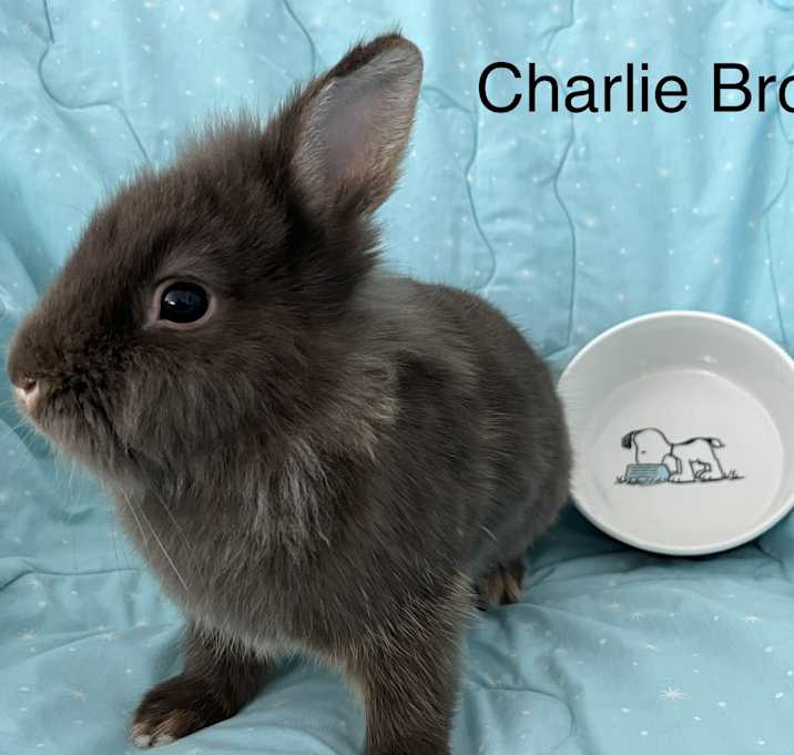 Photo of Charlie Brown