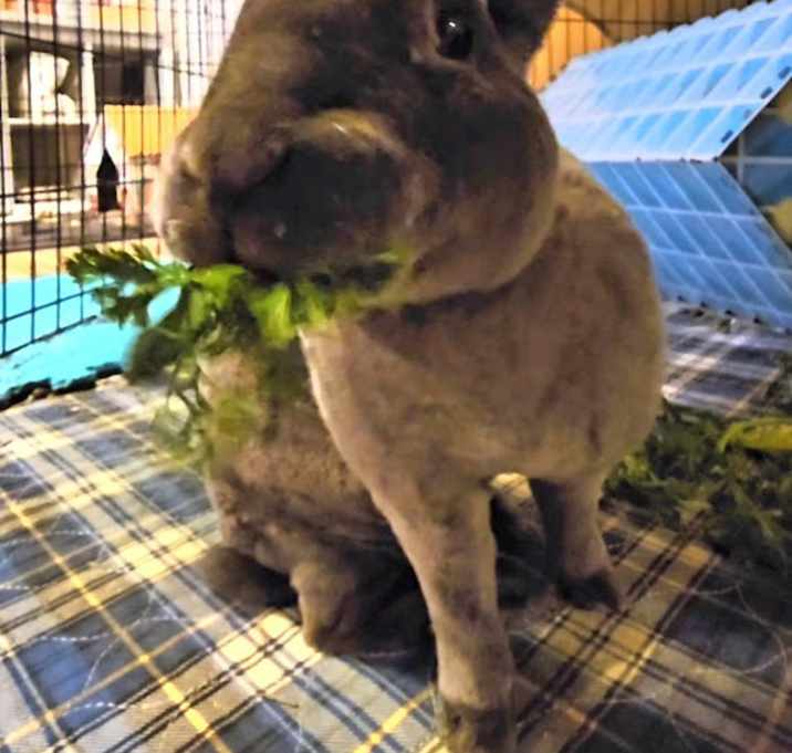 Photo of Baxter