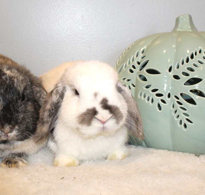 Photo of Winter & Shadow