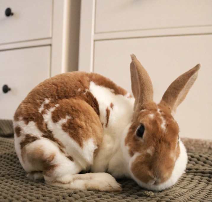 Photo of Molley