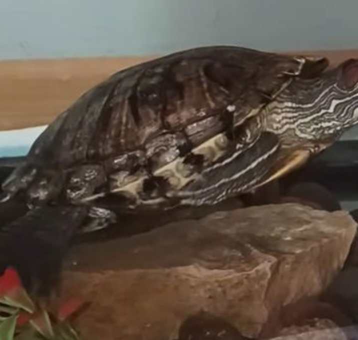 Photo of Big Mama