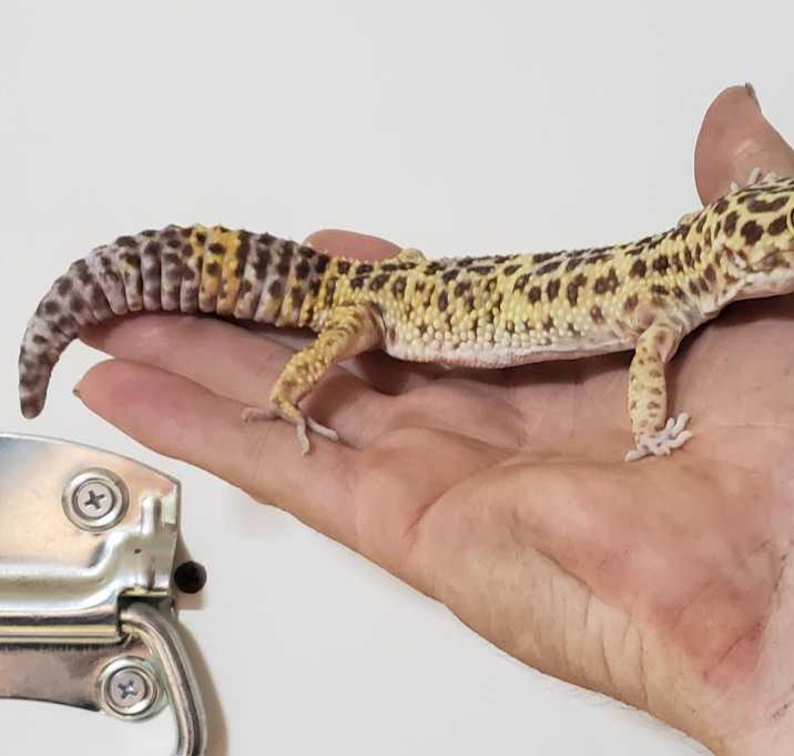 Photo of Cheeta