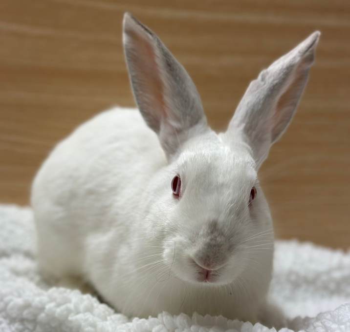 Photo of Cotton