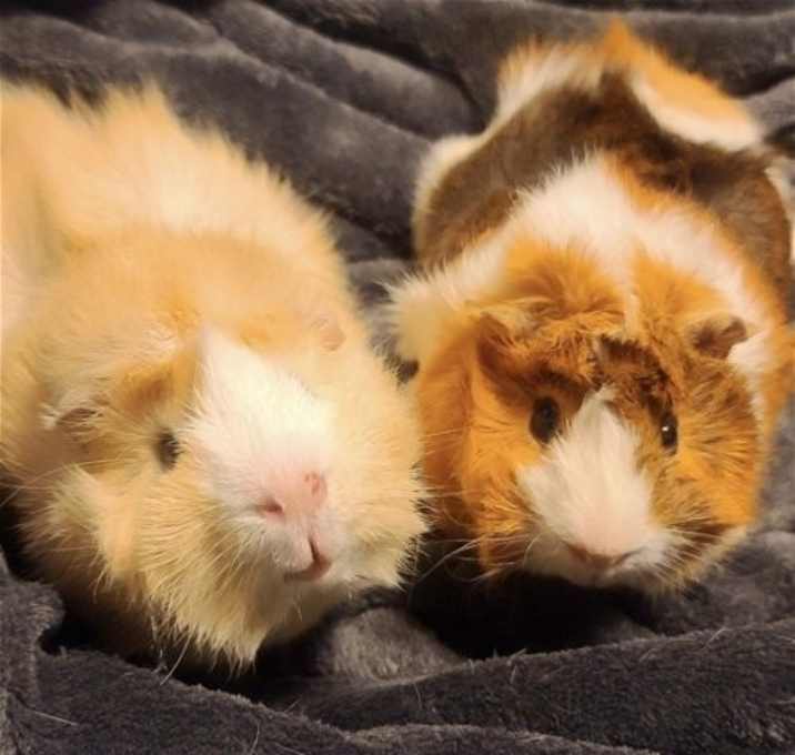 Photo of Scotch and Neo
