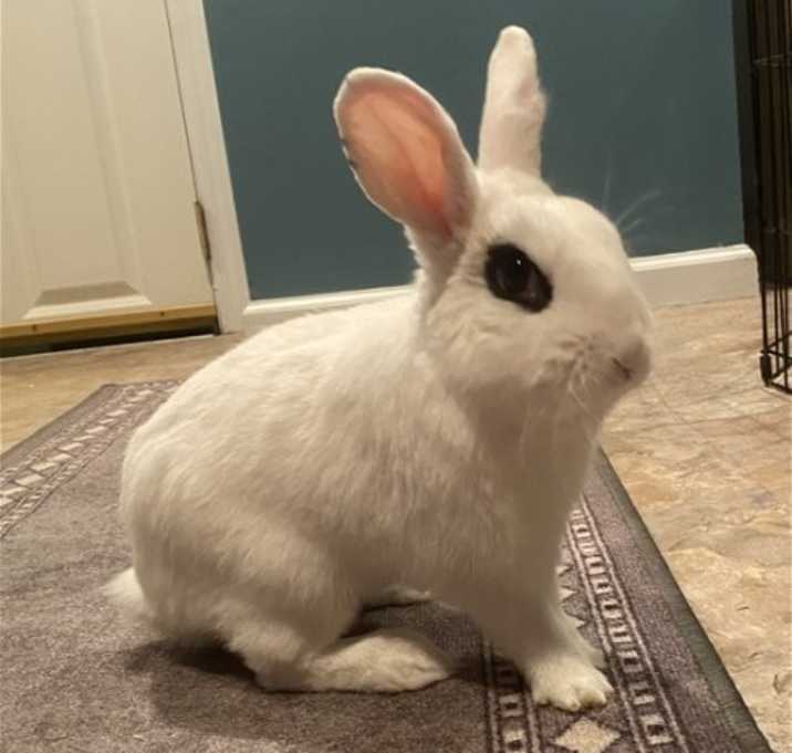 Photo of Jupiter RABBIT