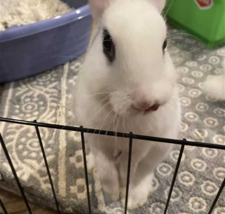 Photo of Luna's Saturn RABBIT KIT