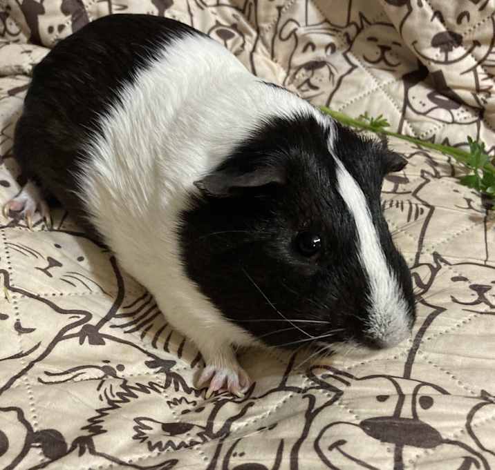 Photo of Scooby