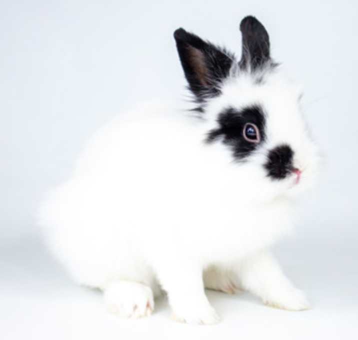Photo of Elvis