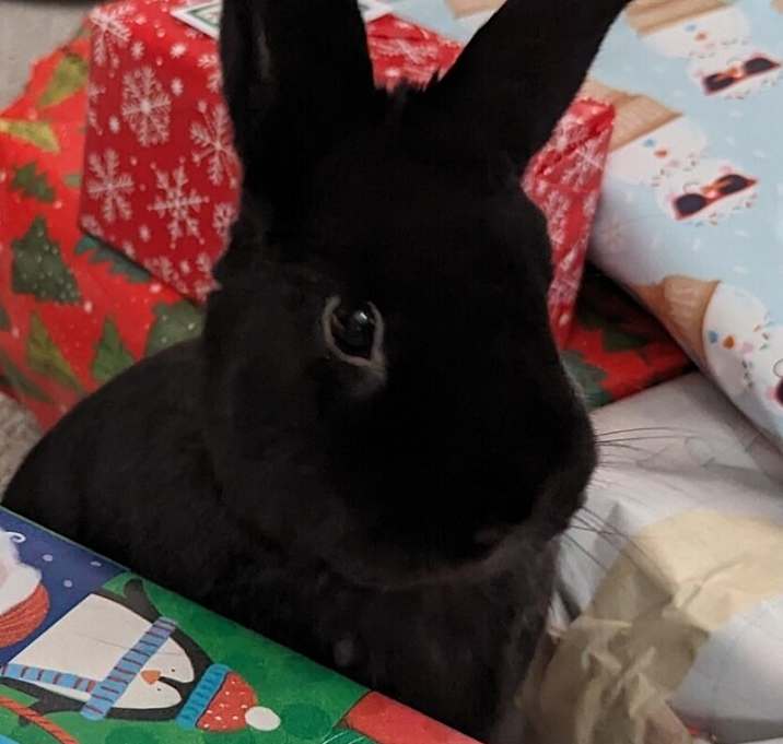 Photo of Java Max (fostered in Omaha)