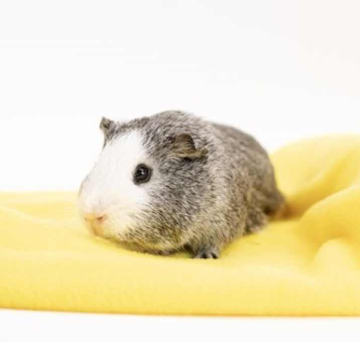Photo of Lemon Meringue
