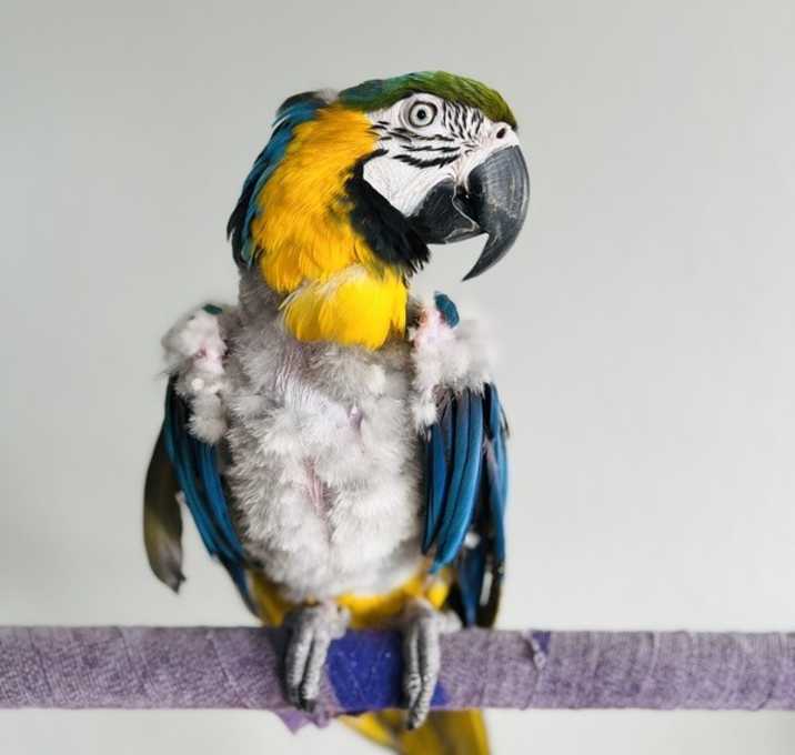 Photo of Rambo
