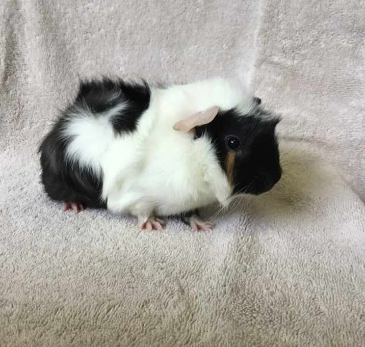 Photo of Beanie