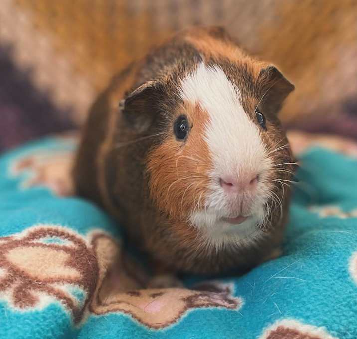 Photo of Pongo