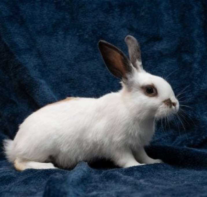 Photo of Dandy