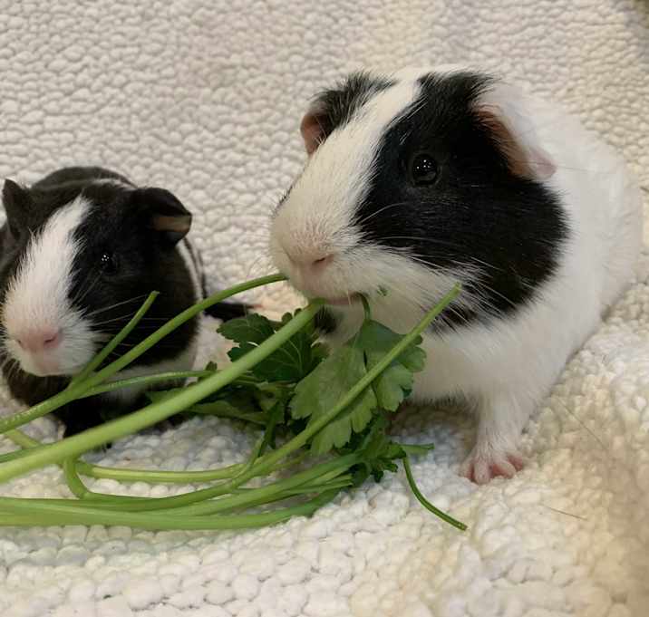 Photo of Bandit & JJ