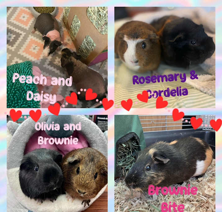 GUINEA PIGS Photo #1