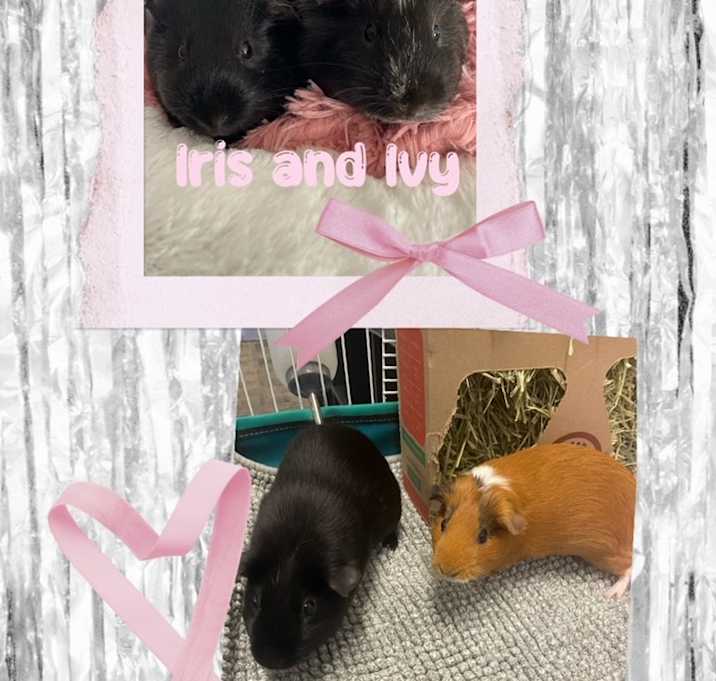 GUINEA PIGS Photo #2