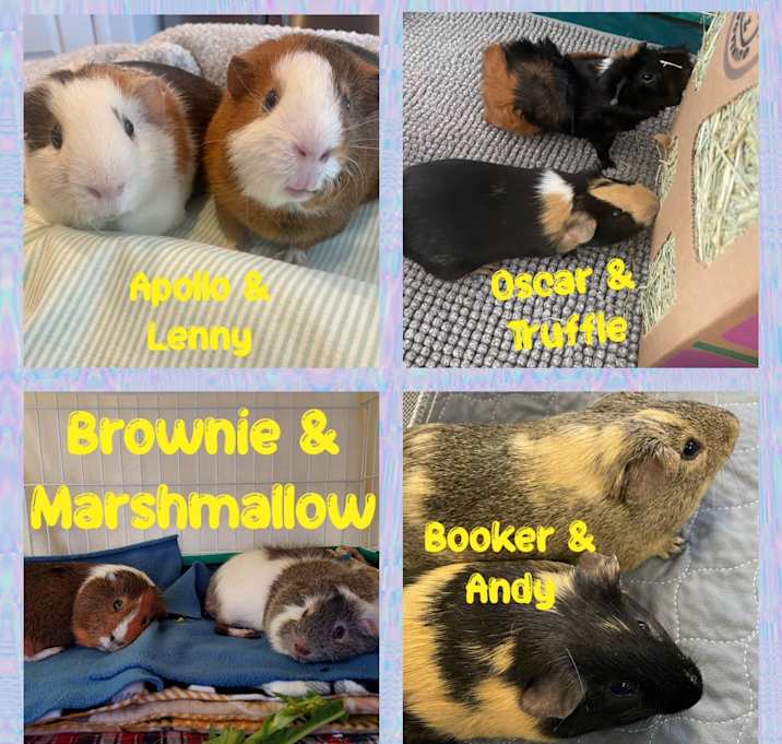 GUINEA PIGS Photo #3