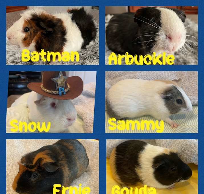 GUINEA PIGS Photo #4