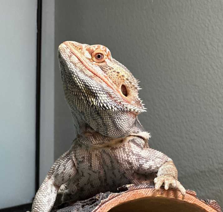 Photo of Gus