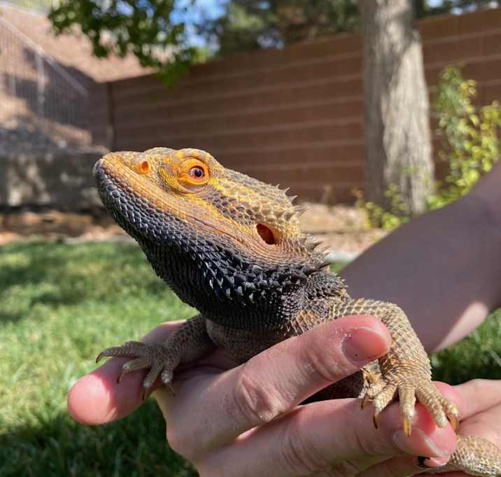 Photo of Mushu