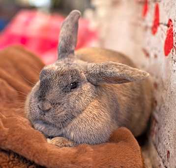 Photo of Cookie