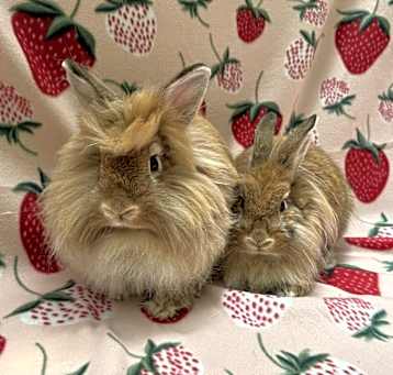 Photo of Ruth (Bonded to Ginsberg)