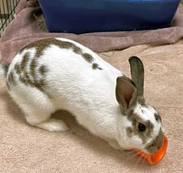 Photo of Valentine