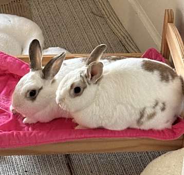 Photo of Romeo and Joy