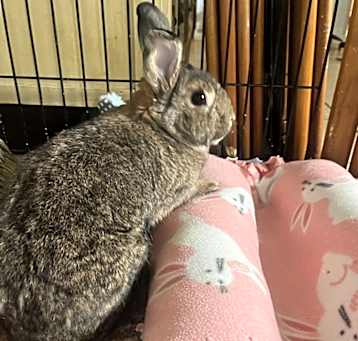 Photo of Clover